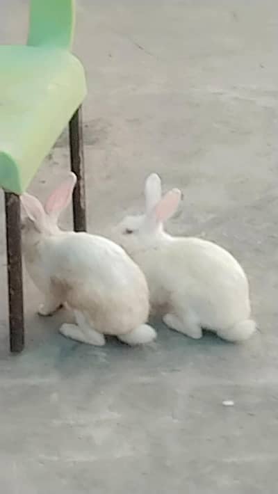 fully active rebbits