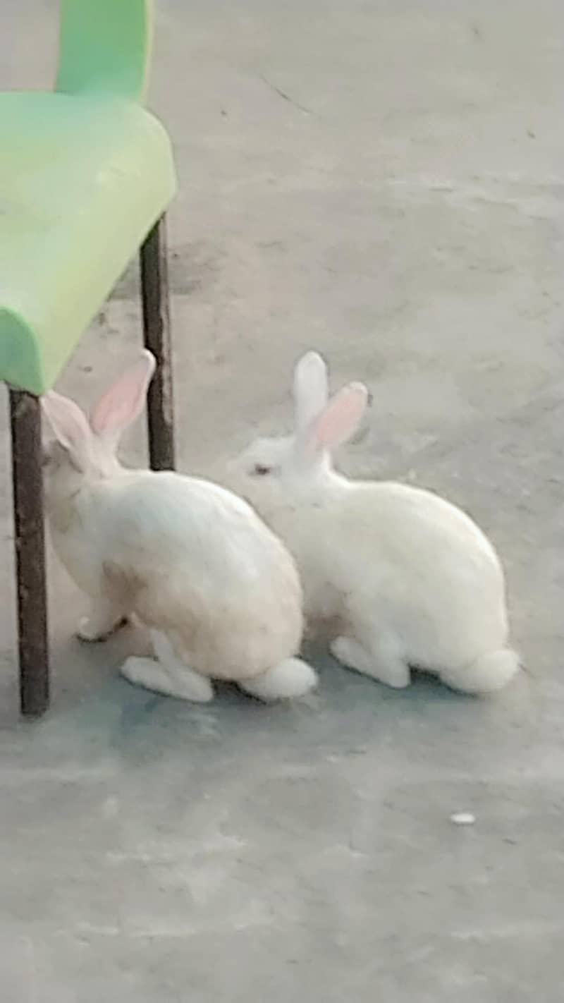 fully active rebbits 0