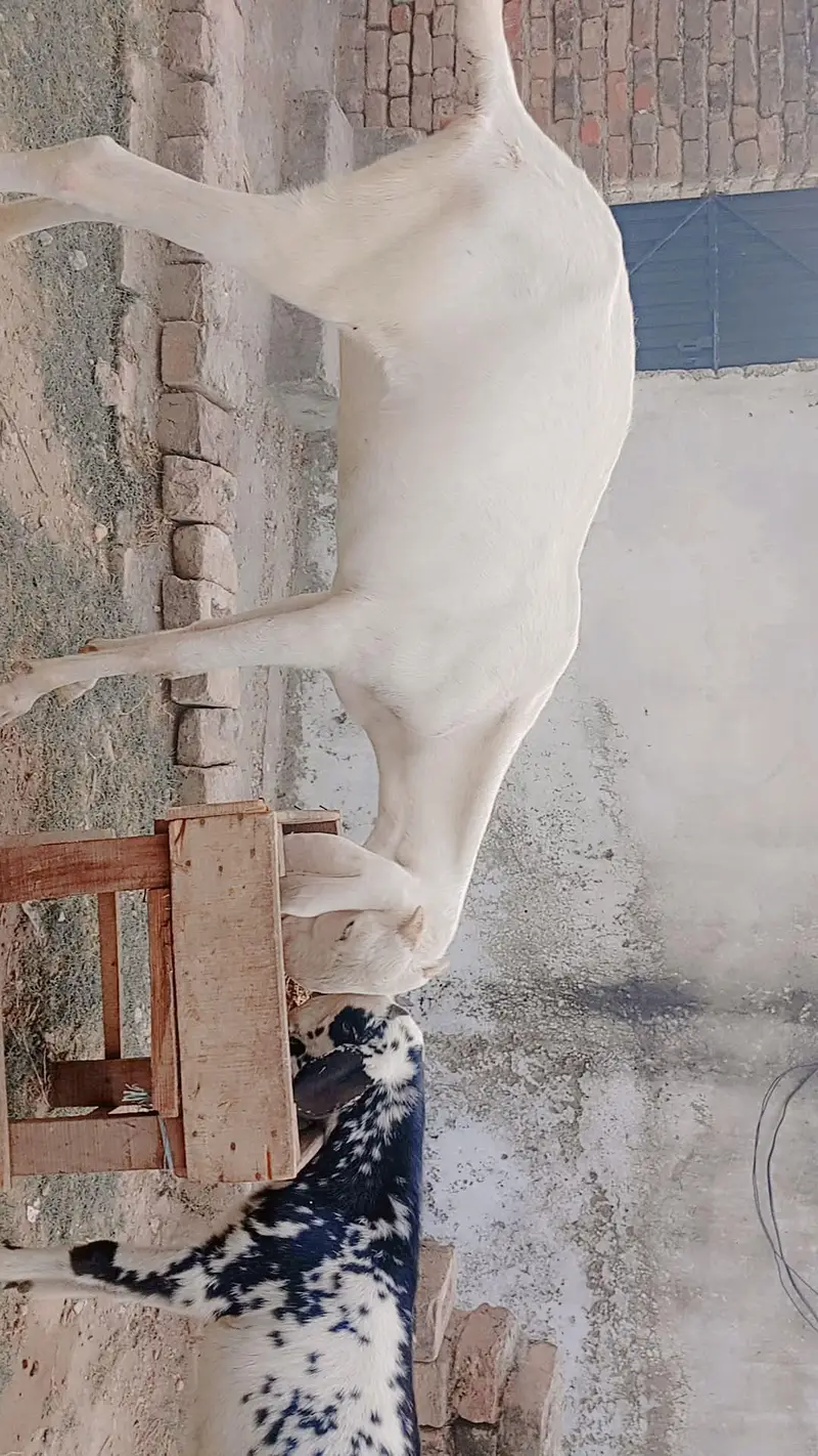Gulabi Rajanpuri beautiful pathi — photo 2