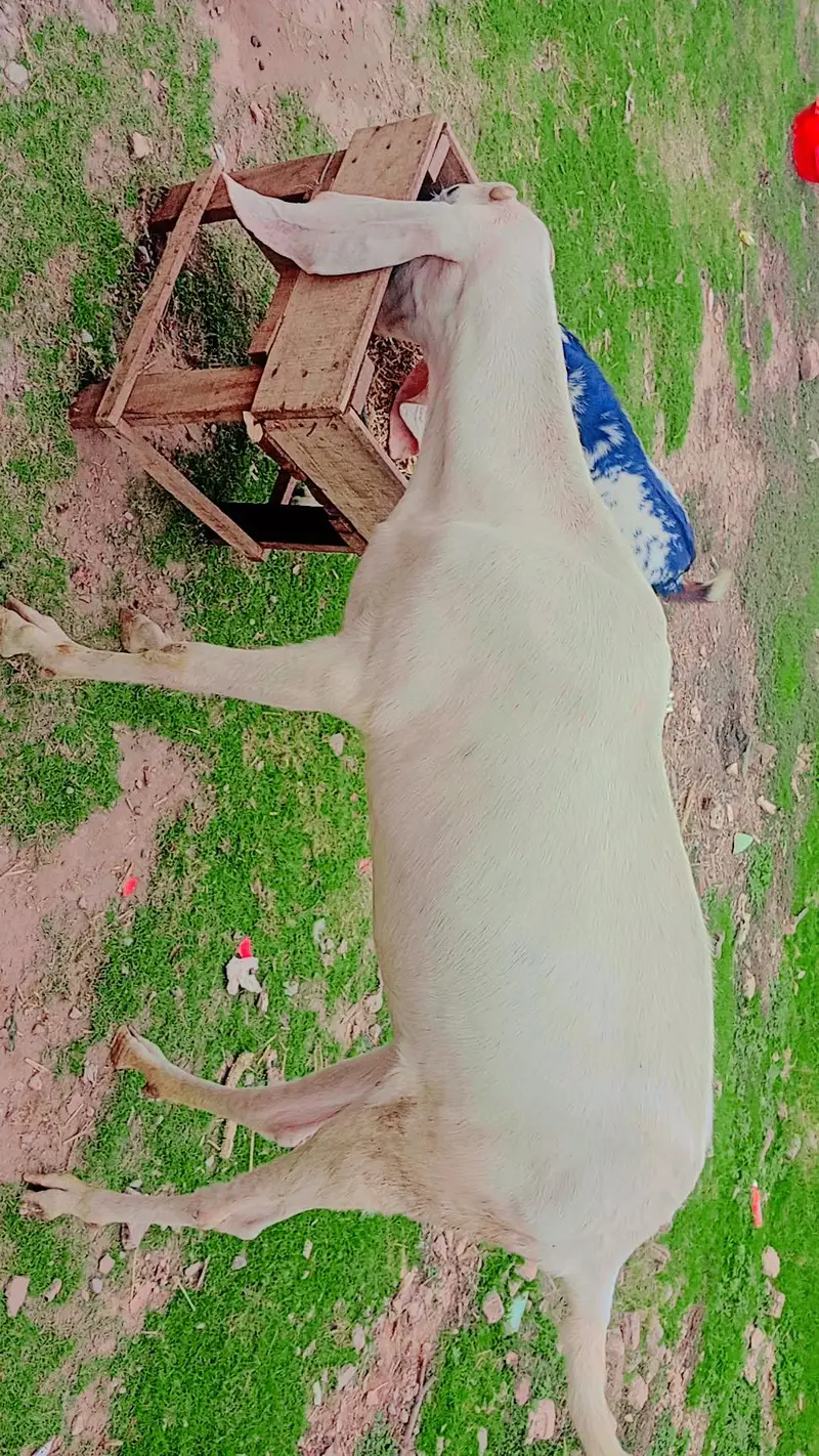 Gulabi Rajanpuri beautiful pathi — photo 8