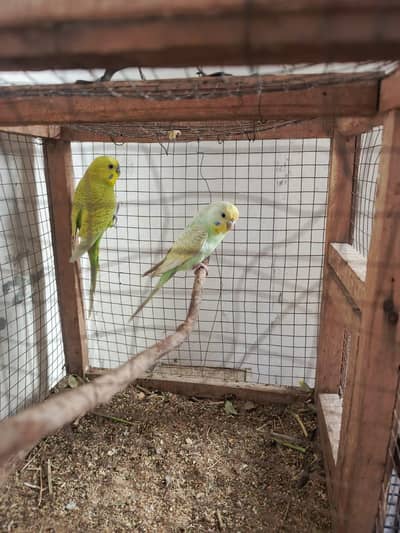 Healthy and Active breeder rainbow pair top quality