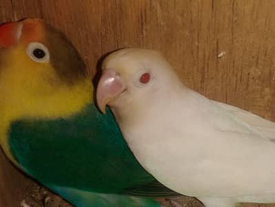 lovebird pair's & folding cage