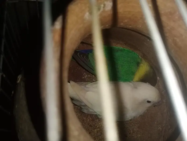 lovebird pair's & folding cage — photo 2