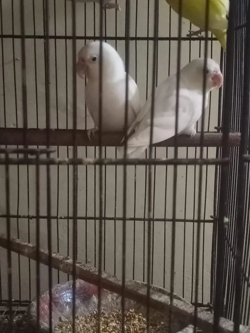 lovebird pair's & folding cage — photo 3