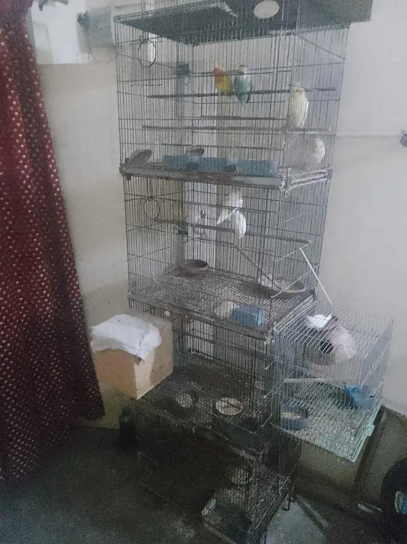 lovebird pair's & folding cage — photo 4