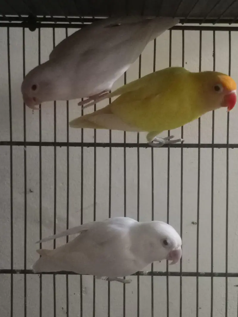 lovebird pair's & folding cage — photo 5