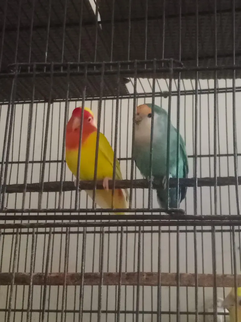 lovebird pair's & folding cage — photo 6
