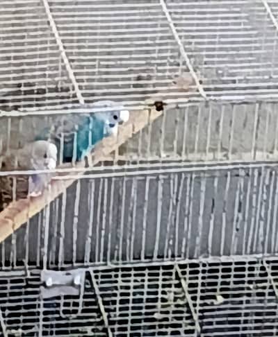 Parrots