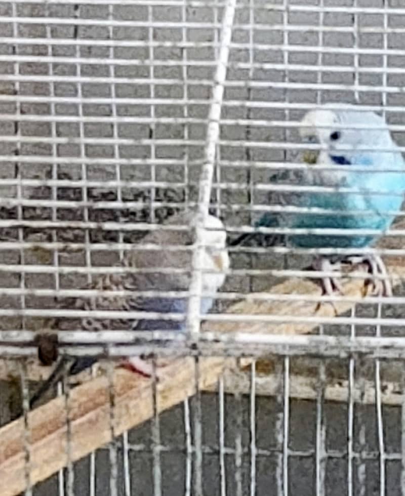 Parrots 1
