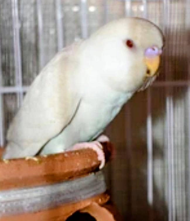 Parrots 2