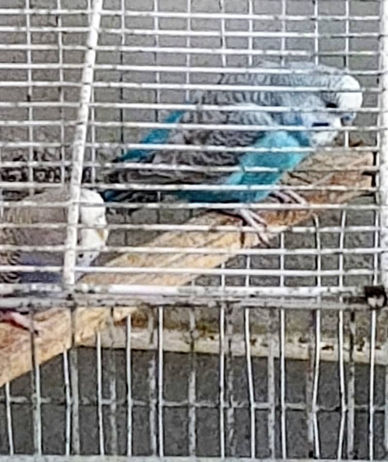 Parrots 4