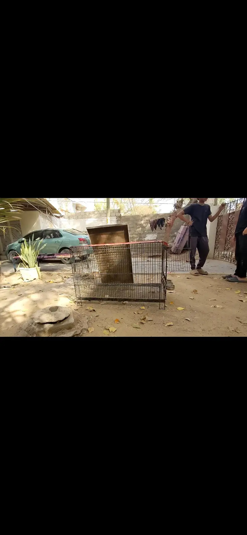 cage for dogs parrots — photo 3