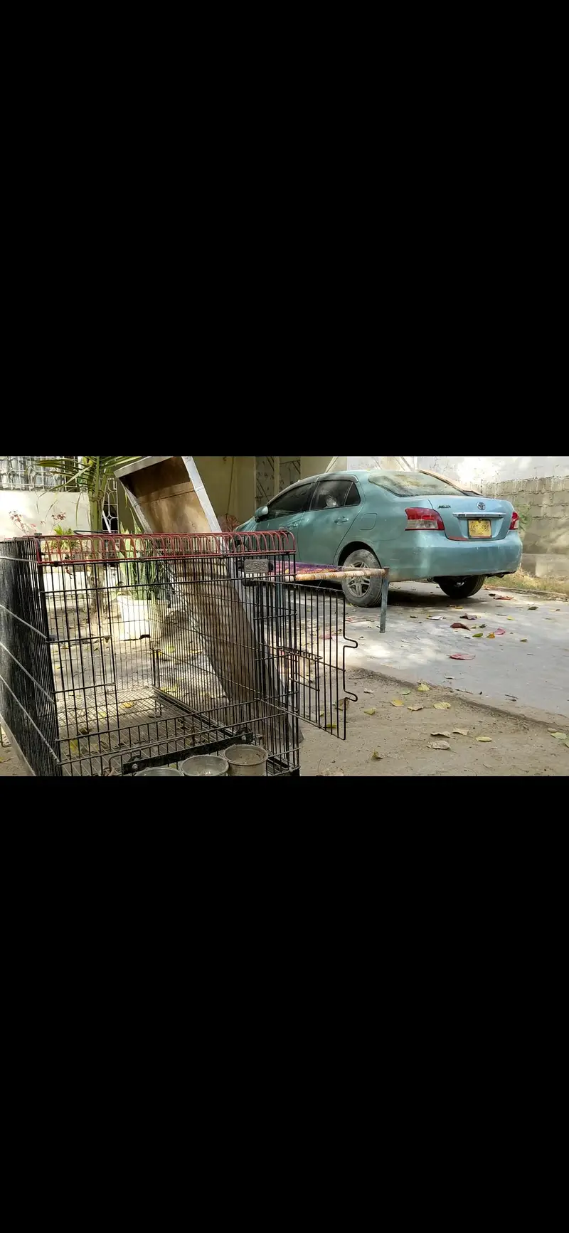 cage for dogs parrots — photo 4