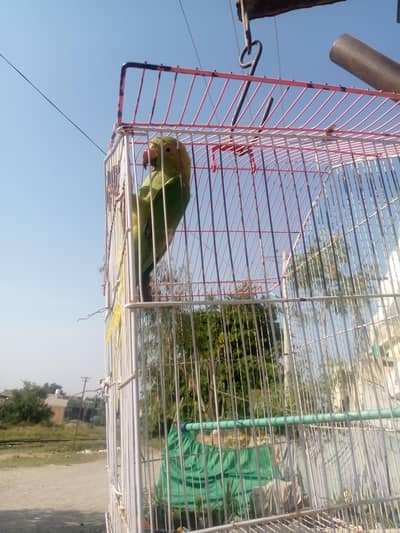 healthy active patha for sale ha