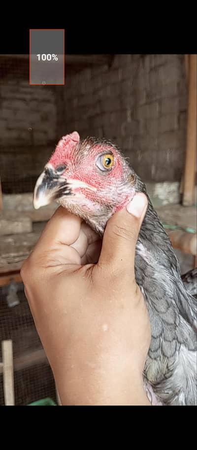 pakoye pathy hy 0335,1475747