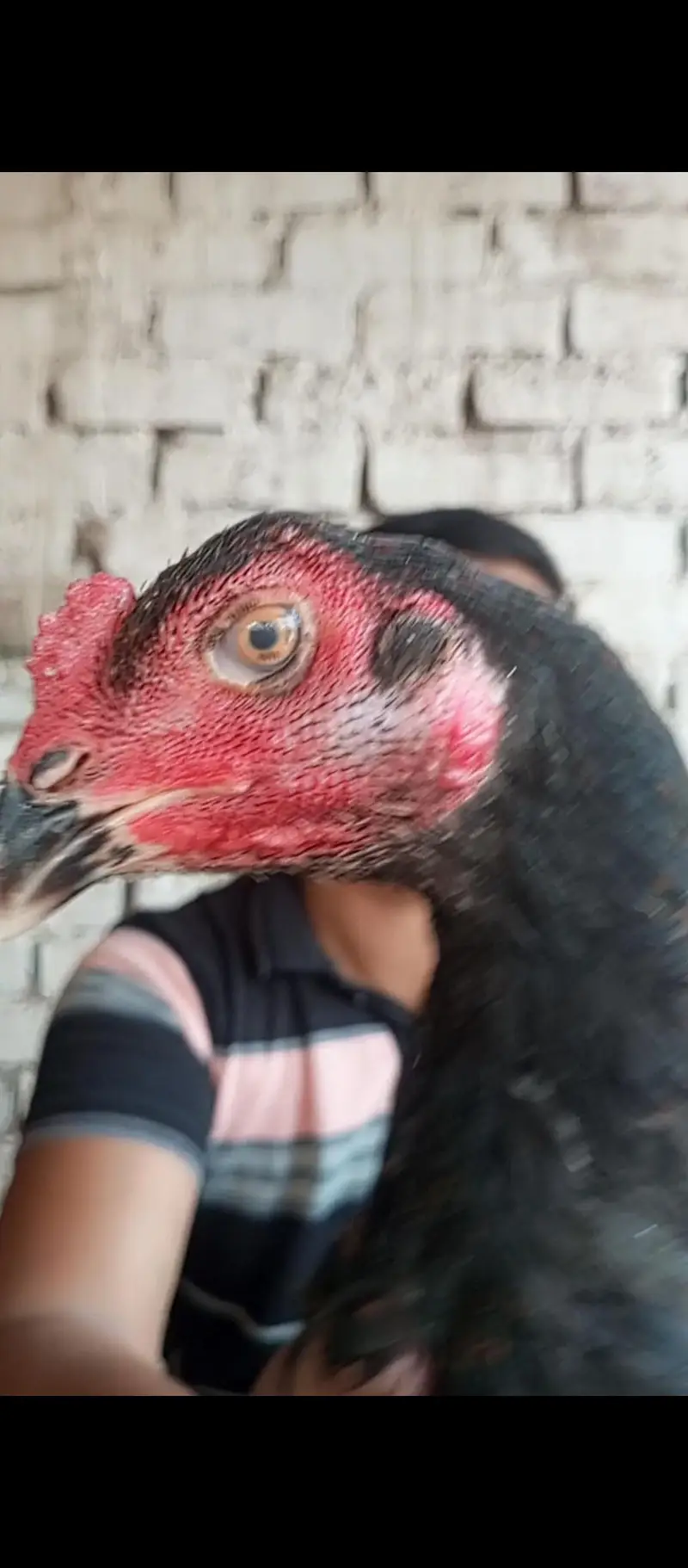 pakoye pathy hy 0335,1475747 — photo 2