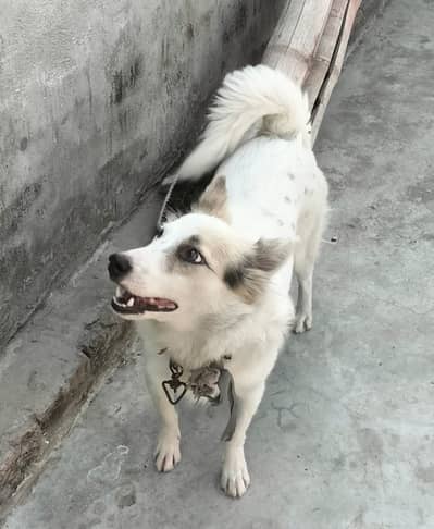 Husky|Husky Puppy|Husky Dog|Husky in lahore
