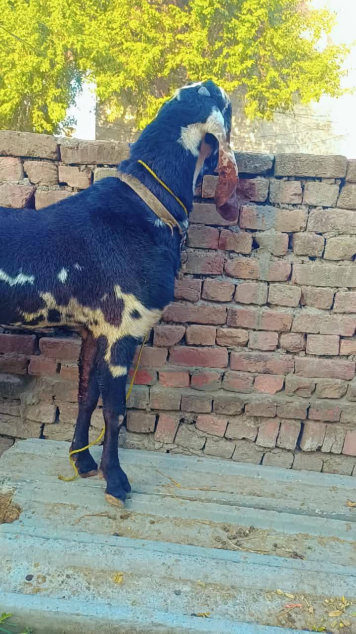 betle Bakra 0