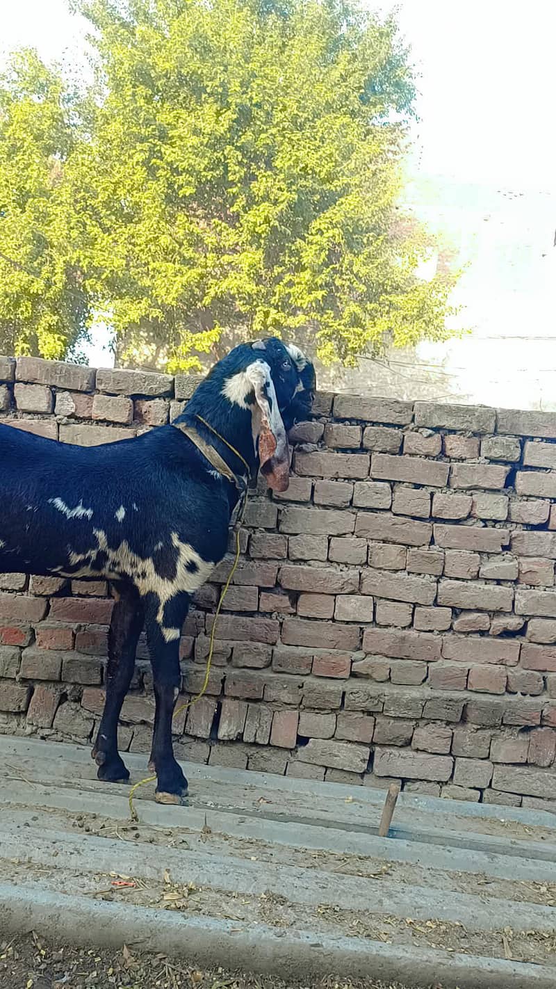 betle Bakra 1