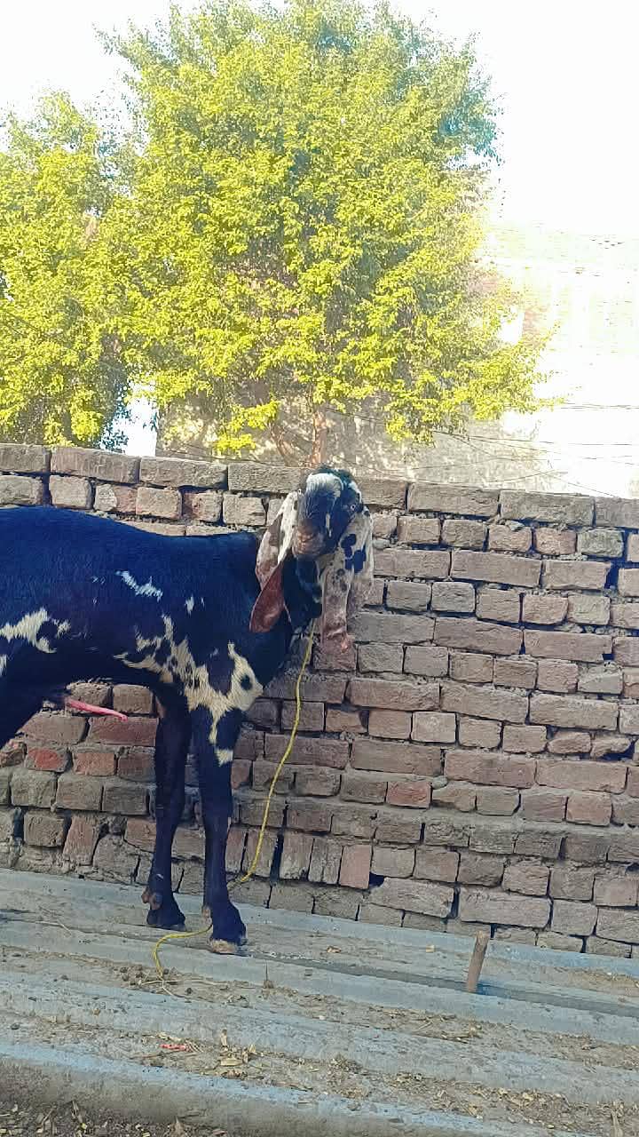 betle Bakra 2