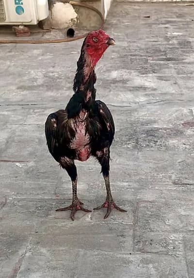 burmi pakoye chicks for sale