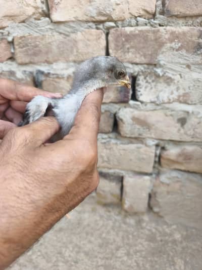 burmi pakoye chicks for sale