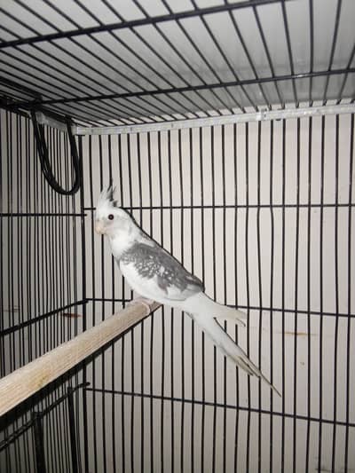 cockatiels young pieces forsale
