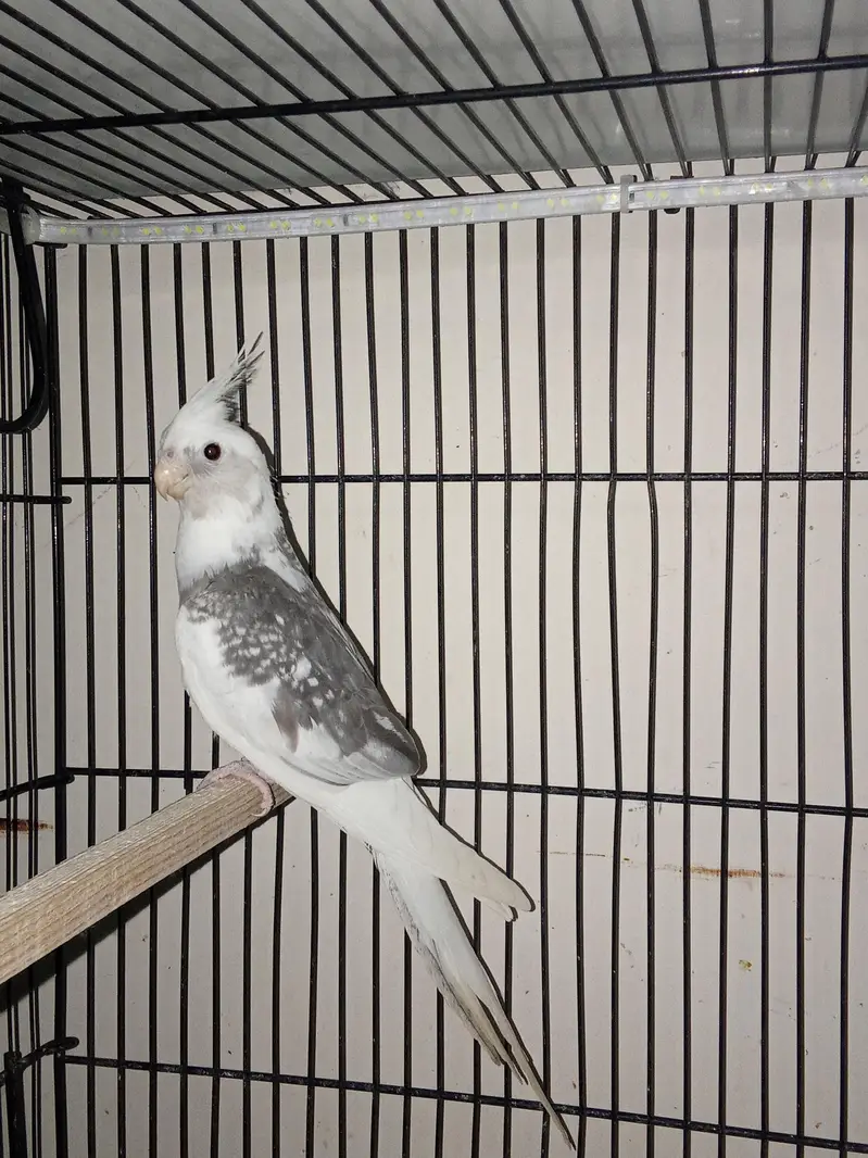 cockatiels young pieces forsale — photo 2