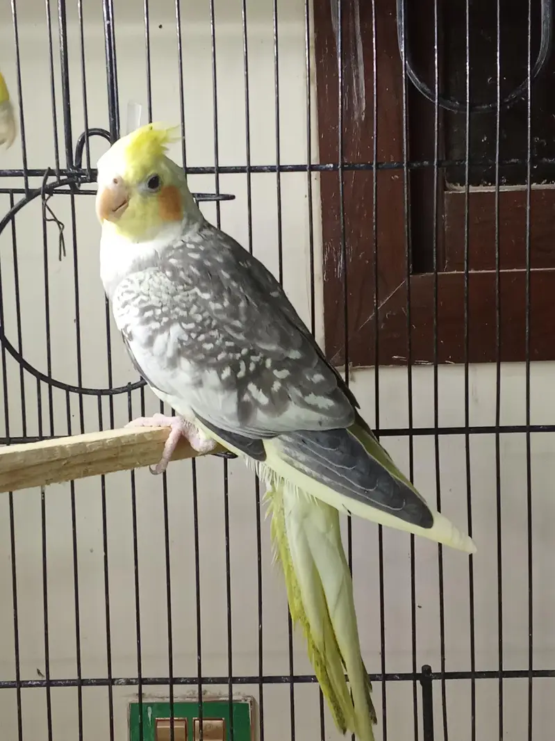 cockatiels young pieces forsale — photo 3