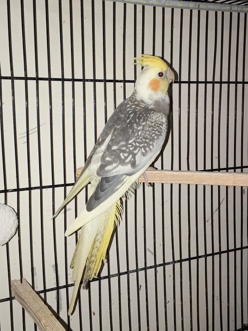 cockatiels young pieces forsale — photo 4