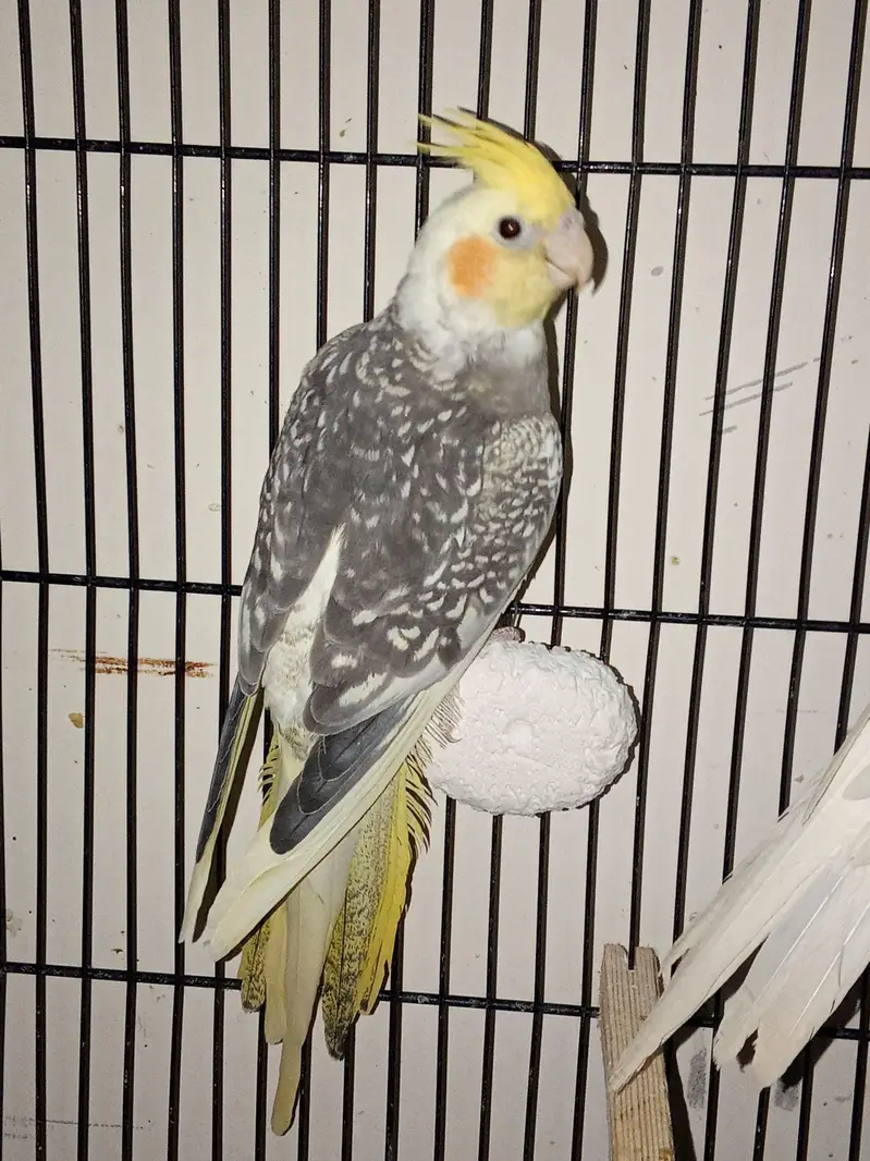 cockatiels young pieces forsale — photo 5