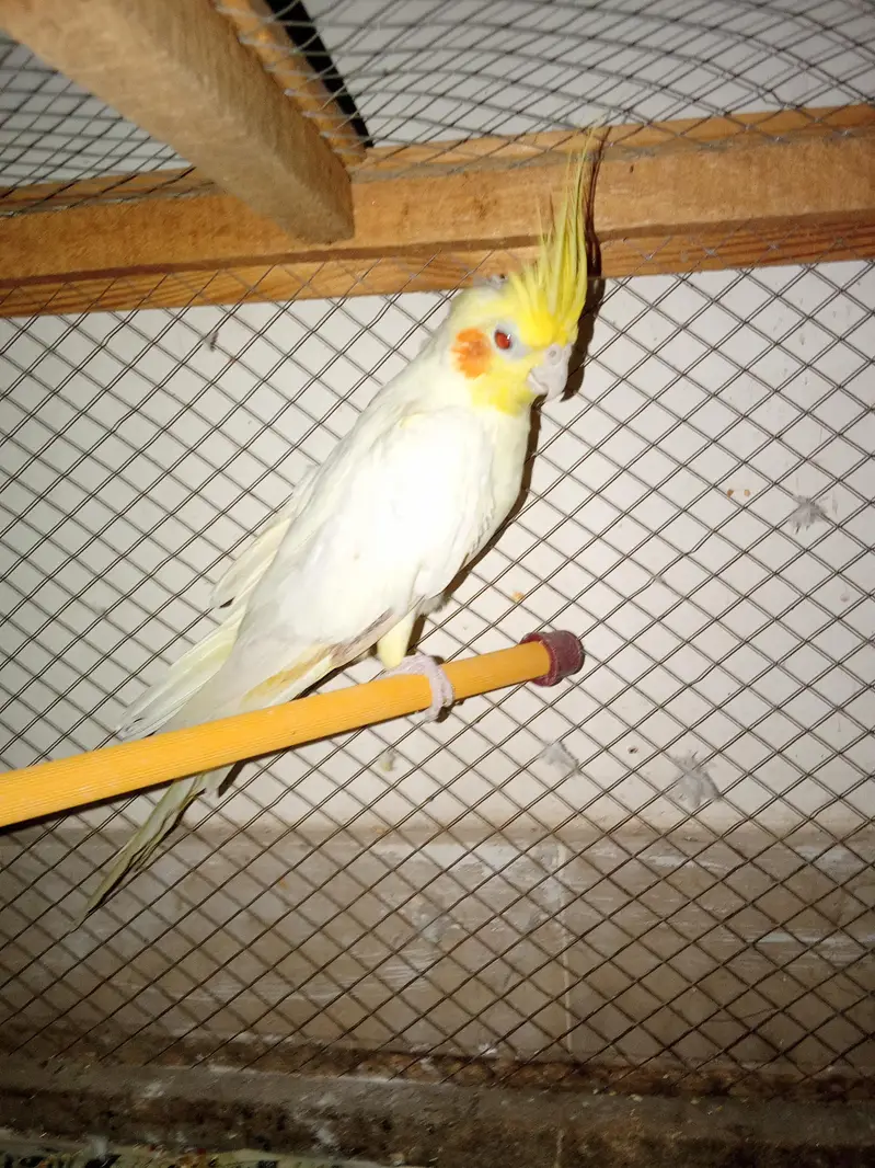 cockatiels young pieces forsale — photo 6