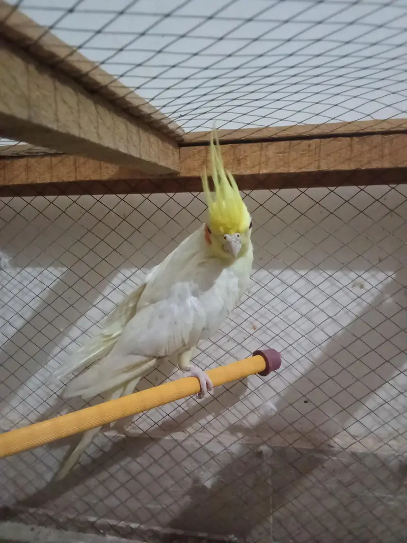 cockatiels young pieces forsale — photo 7