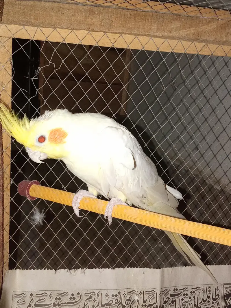 cockatiels young pieces forsale — photo 8