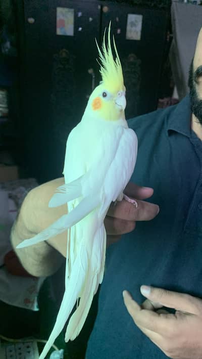 handtame Cocktail Female Red Eyes
