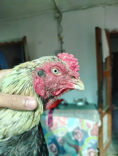 Aseel Mianwali Murga Jawa