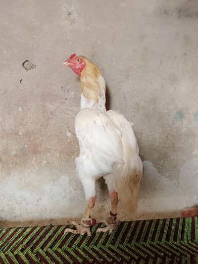 aseel breeder murga for sale