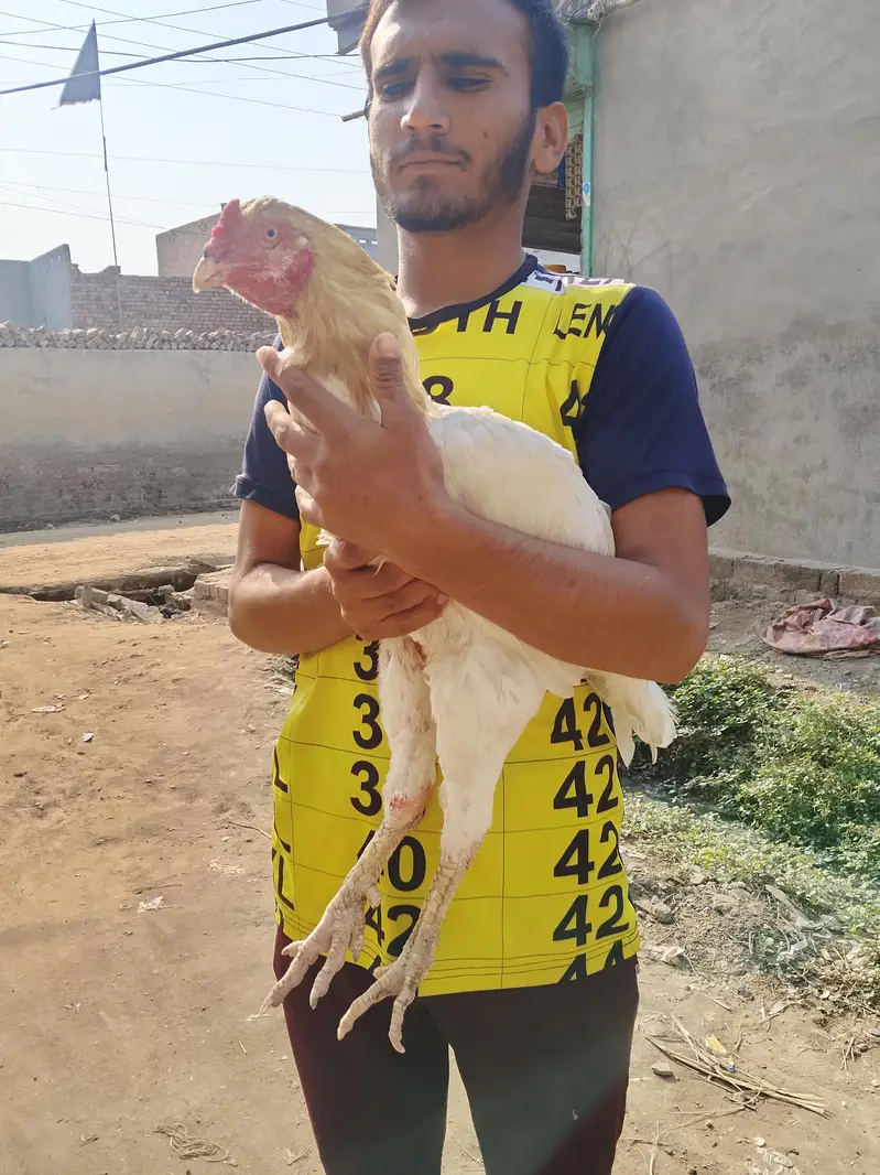 aseel breeder murga for sale — photo 2
