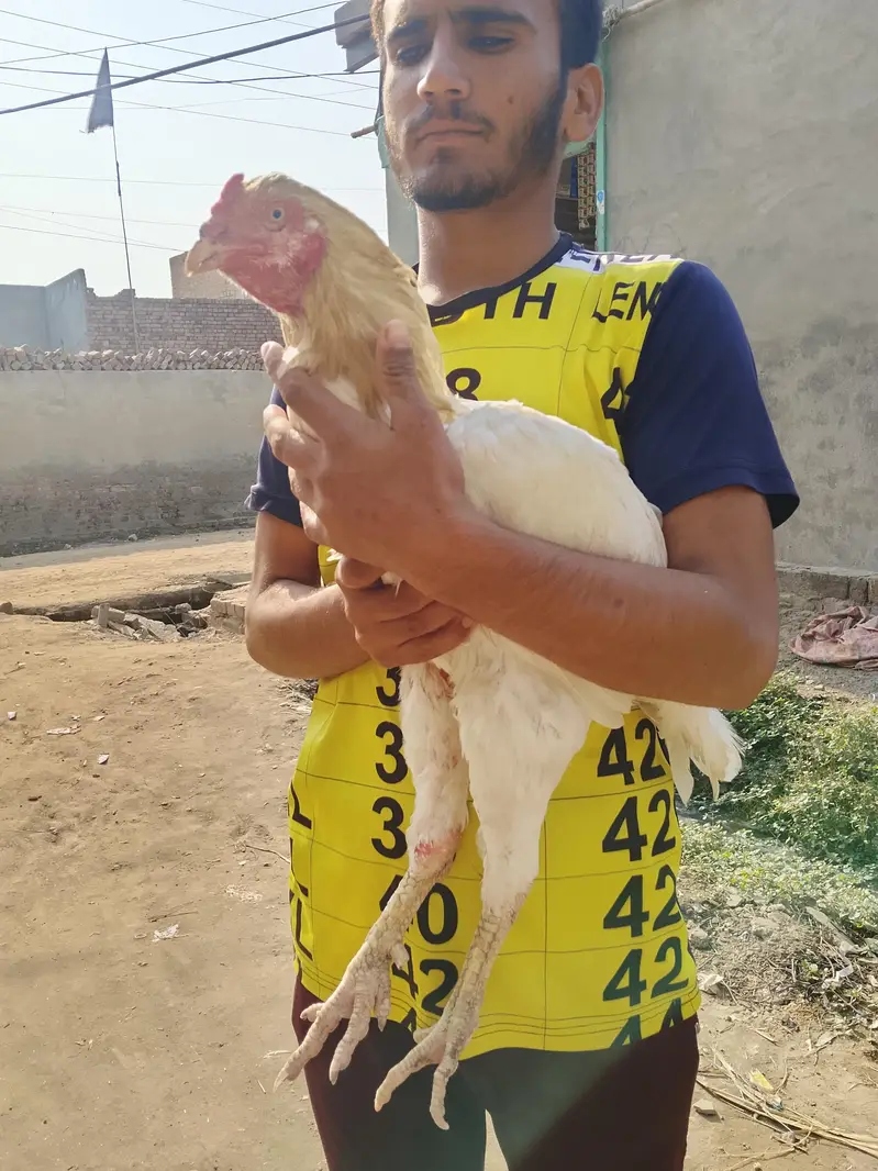 aseel breeder murga for sale — photo 3