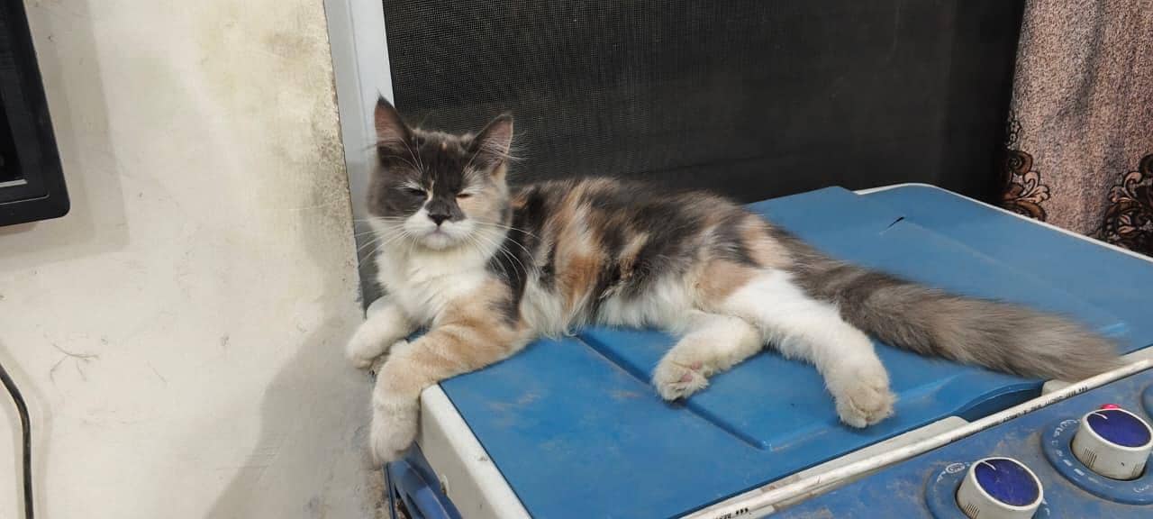 Persian kitten 0