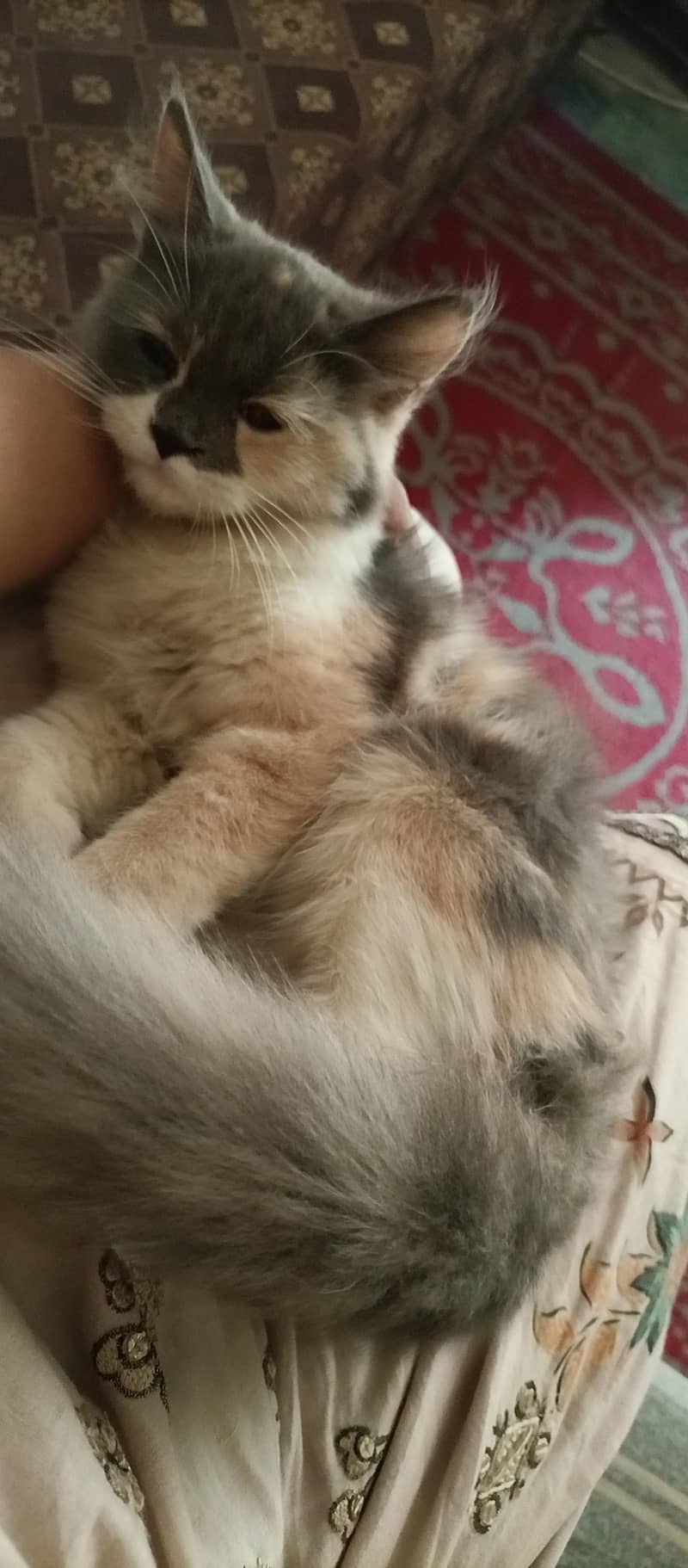 Persian kitten 1