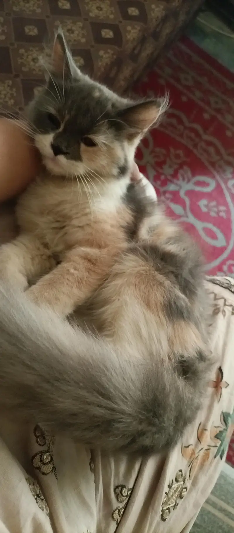 Persian kitten — photo 2