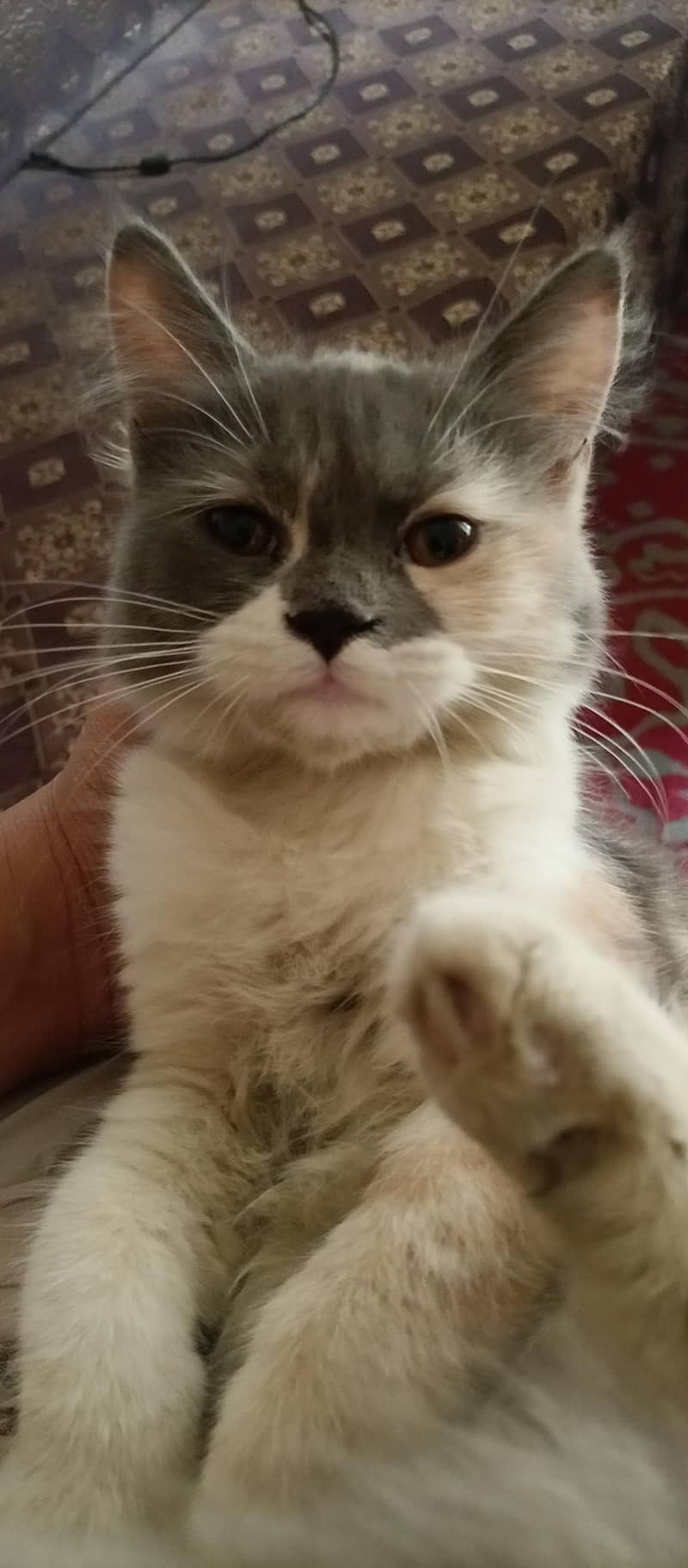 Persian kitten 3