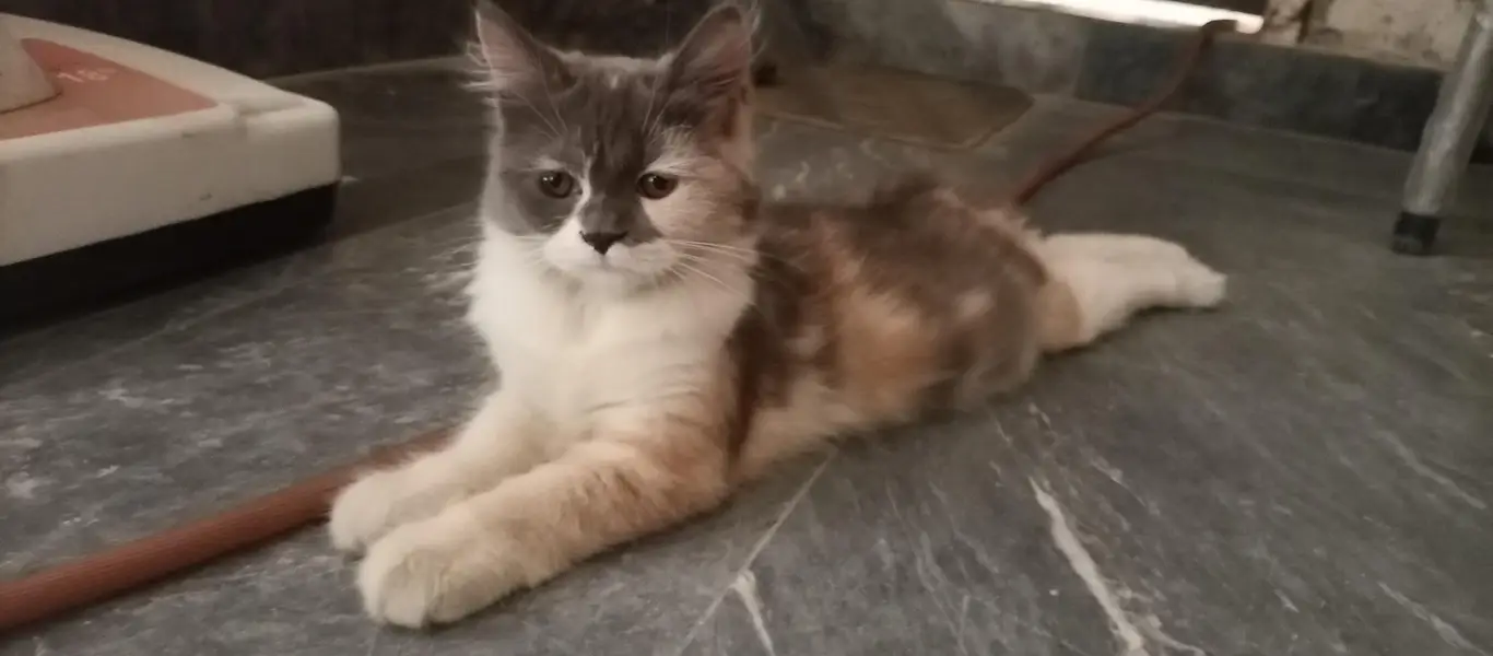 Persian kitten — photo 5