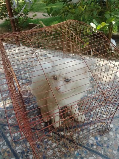 maine coon