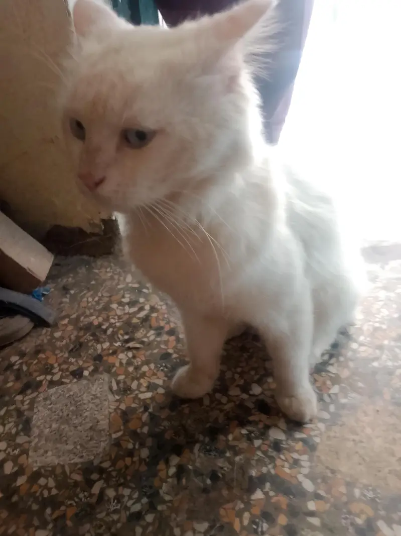maine coon — photo 3
