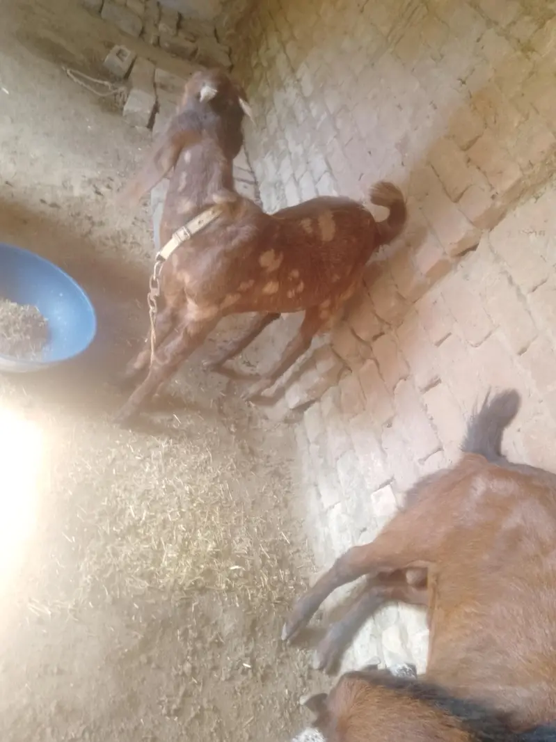 bakray For sale. kheeray hain — photo 2