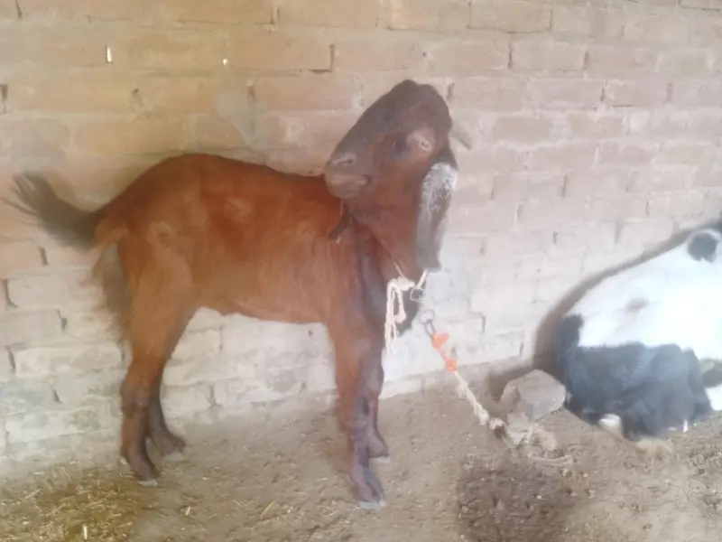 bakray For sale. kheeray hain — photo 3