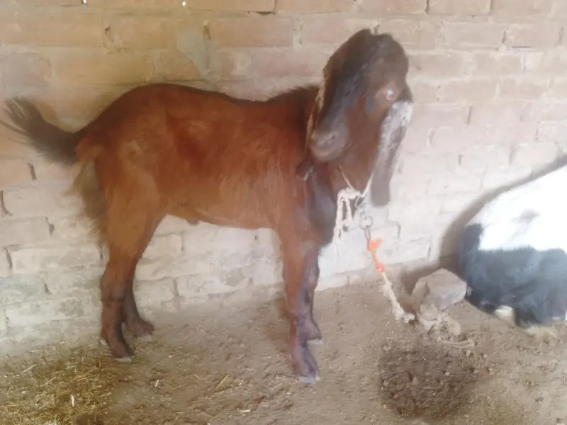 bakray For sale. kheeray hain — photo 4