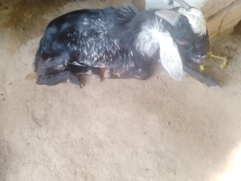 bakray For sale. kheeray hain — photo 5